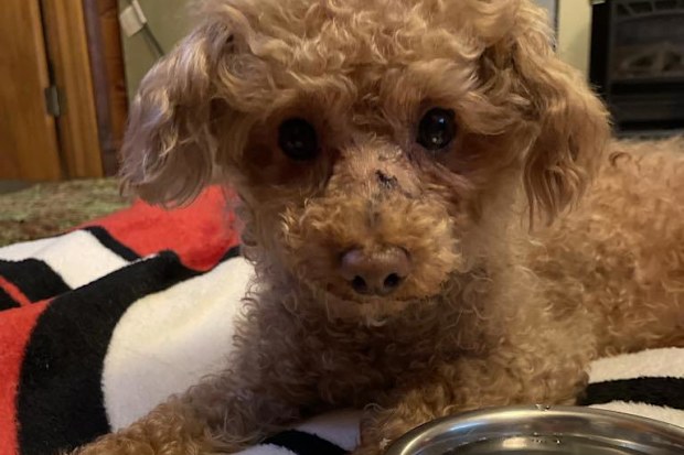 Dog saved after being found in a bin