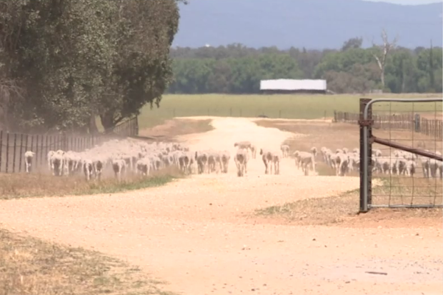 NSW and Queensland are being affected by the worst drought in over a century. 