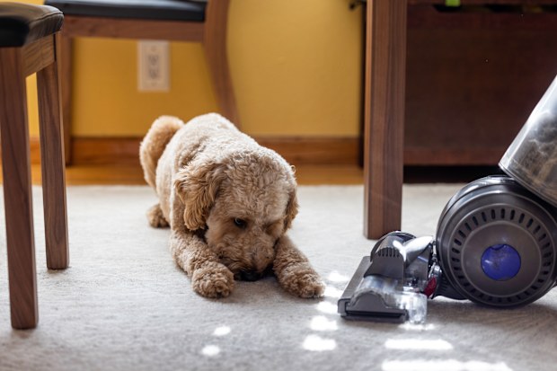 Cleaning tips pets