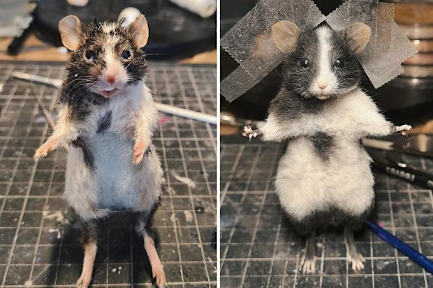 One of Brook's earlier attempts at a taxidermy mouse compared to her recent work.