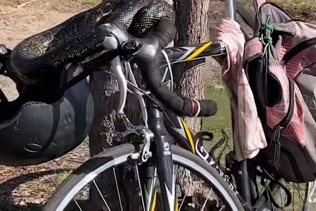 WATCH: 'This is Australia': Toni Collette shocks fans with snake ...