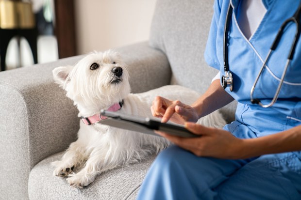vets stock image 