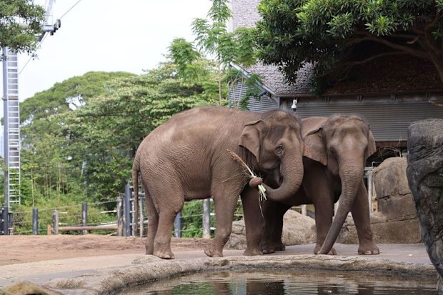 For the first time since it opened at its original site in Moore Park in 1886, Taronga Zoo no longer has elephants in its care.