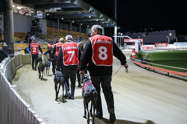 Trainers leading their greyhounds in to starting gates.