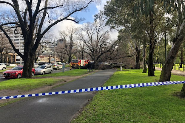 A large elm tree seen across the footpath on Royal Parade in Parkville. 