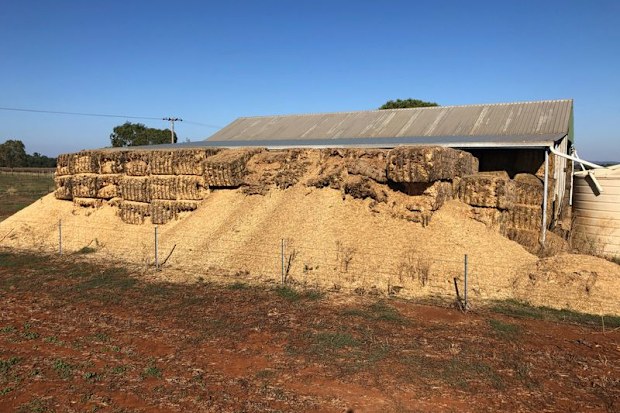 Mice have destroyed these hay bales in central west NSW. mouse plague
