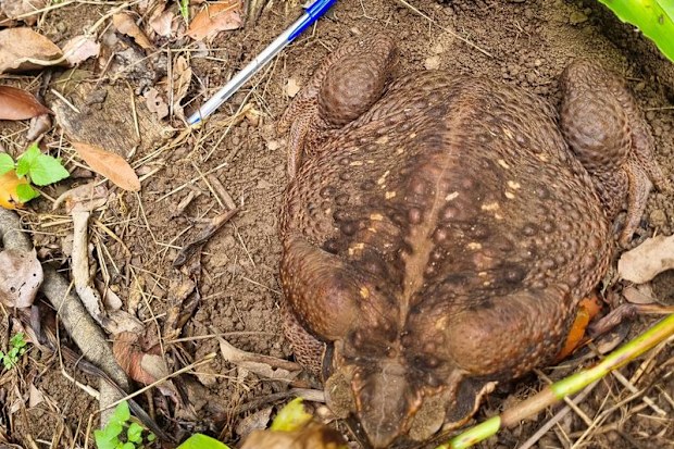 Toadzilla was spotted by rangers in Conway National Park, near Airlie Beach.