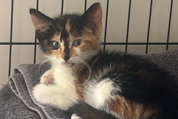 abandoned and dumped kittens hills cat rescue 