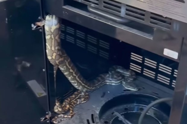 A Queensland snake catcher has issued a summer warning after wrangling a snake found curled up inside an outdoor barbecue.