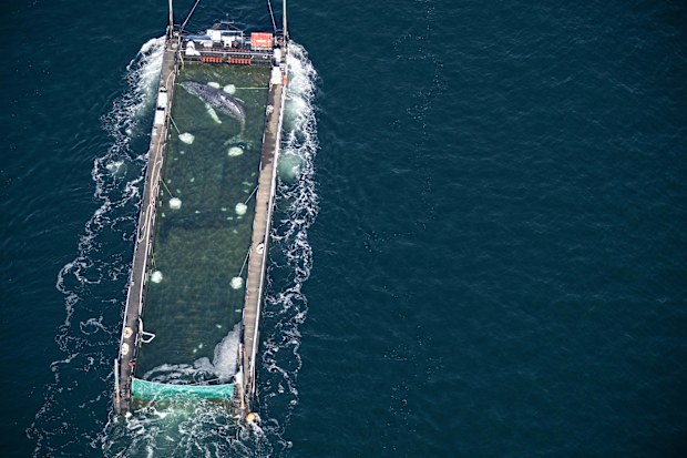 A rescue team released from a barge in the North Sea a humpback whale that had been stranded in shallow waters near Germany since March witnesses said.