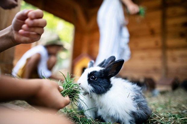 Rabbit