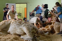 Taronga: Who's Who in the Zoo Episode 1 Season 4: Jimiyu the giraffe