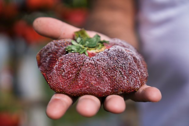 Israeli farmer Chahi Ariel holds a strawberry weighing a whopping 289 grams (over half a pound) in Kadima-Zoran, Israel, Thursday, Feb. 17, 2022. The titanic berry this week was declared the worlds largest by Guinness World Records. The strawberry was picked on Chahi Ariels family farm near the city of Netanya in central Israel in February 2021. But only this week, Guinness confirmed it as the heaviest on record. Ariel says he stored the berry in his freezer until getting the news. (AP Photo/Ari