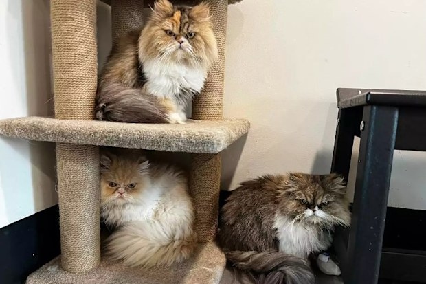 Three of the Persian cats left with a six-figure inheritance