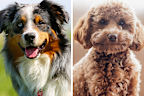 <p>You're not imagining it – when they say every man and their <a href="https://honey.nine.com.au/pets/dogs-puppies" target="" rel="" title="dog">dog</a> goes to the dog park together on a Saturday morning, they actually do mean every Australian and their household pet <a href="https://honey.nine.com.au/pets/tallest-dog-breeds-in-the-world-measured-in-height/a38947cc-7423-4bab-8ec3-d5ac1d01fdae" target="" rel="" title="that's overwhelmingly one specific dog breed">that's overwhelmingly one specific dog breed</a>.</p><p>That's according to <a href="https://www.petinsuranceaustralia.com.au/" title="Pet Insurance Australia" target="_blank" rel="">Pet Insurance Australia</a>, who have parsed through their customer data for pets born in 2024-2025 and, after crunching the numbers, have come to the conclusion that there truly is one dog breed Australians prefer above them all – but numbers two to 10 may surprise you.</p><p>"Australia is a nation of dog lovers, and every year, the list of most popular breeds shifts to reflect trends in pet ownership," Pet Insurance Australia's Nadia Crighton says.</p><p>Read on to see the <a href="https://honey.nine.com.au/pets/dog-breeds-most-expensive-to-groom-average-cost-australia/1d897d07-60a9-4814-bd12-d4475380de36" target="" rel="" title="top 10 most popular dog breeds">top 10 most popular dog breeds</a> in Australia in 2025.</p><p><strong><em>For a daily dose of 9honey,</em></strong> <a href="https://login.nine.com.au/edm?client_id=honey" target="_blank"><strong><em>subscribe to our newsletter here</em></strong></a><strong>.</strong></p>