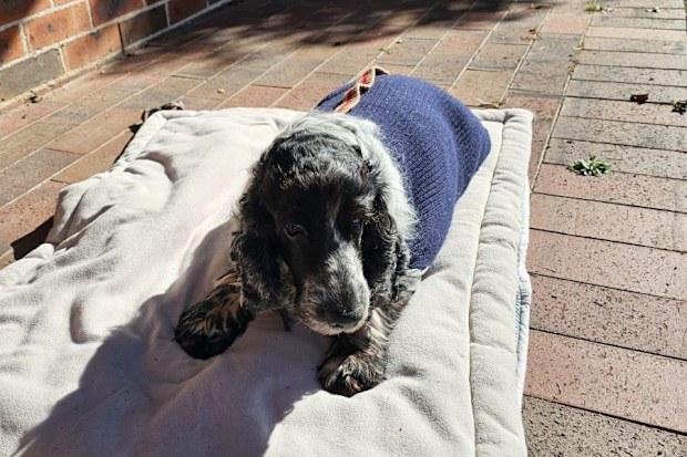 Archi Cocker Spaniel