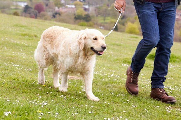 Couple dog
