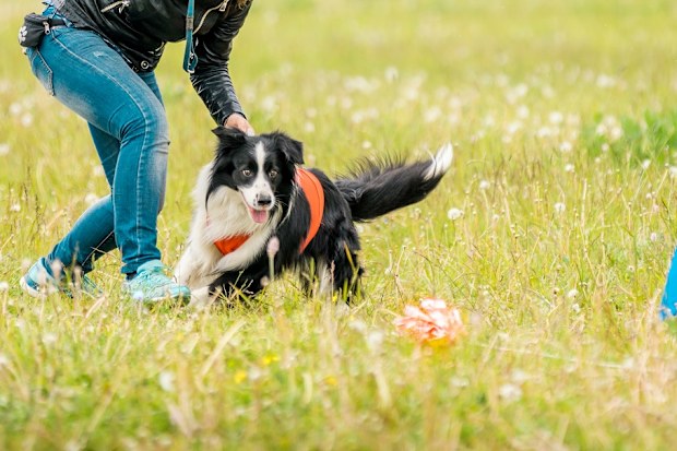 tips for high energy dog