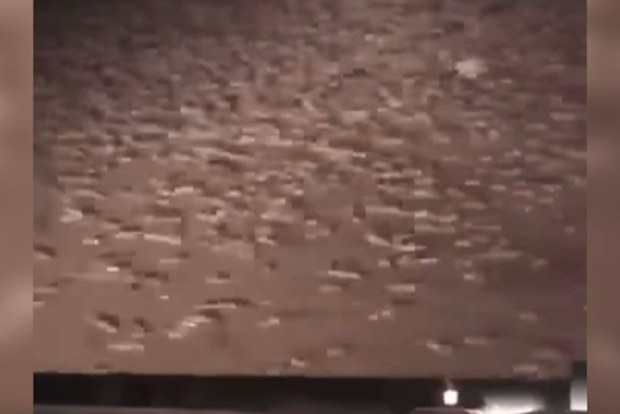 Video shows thousands of the rodents scampering across fields.