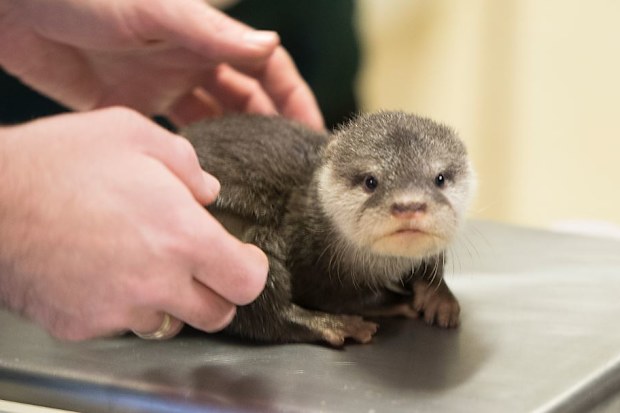 The otters were brought to the zoo to help them breed. (Pic: Perth Zoo/Alex Cearns)