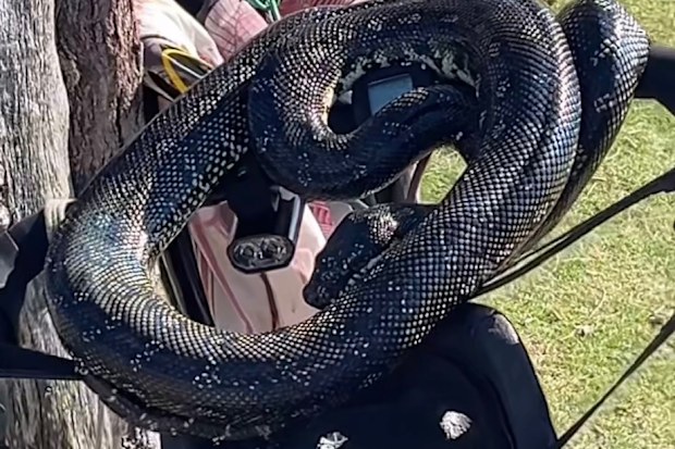 Toni Collette spots snake on walk