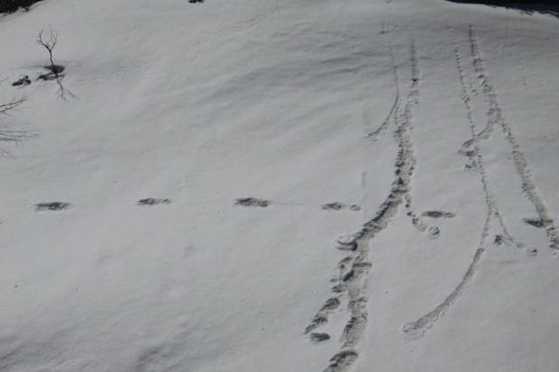 The mythical "Yeti'" is believed to live in the Himalayas, Siberia or Central and East Asia regions.