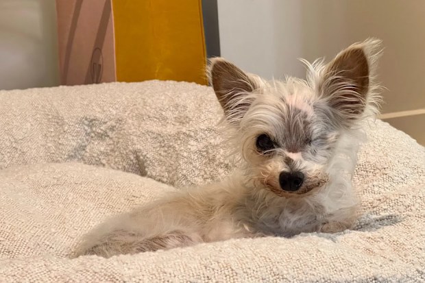 Shelly Horton's dog Bella