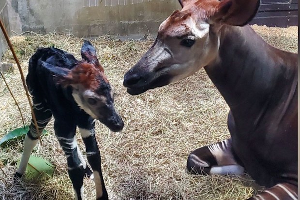 Rare and endangered okapi born at Cincinnati Zoo