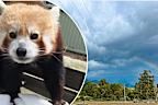 Grampians Fire Halls Gap Zoo 23.12.24