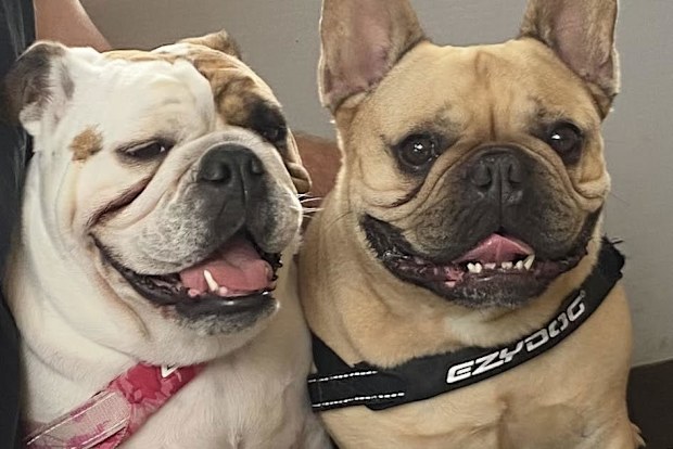 Kate did not know what she would do if her partner kept their two dogs when they separated after seven years of being together.