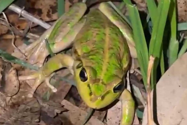 woolworths lettuce frog greg free