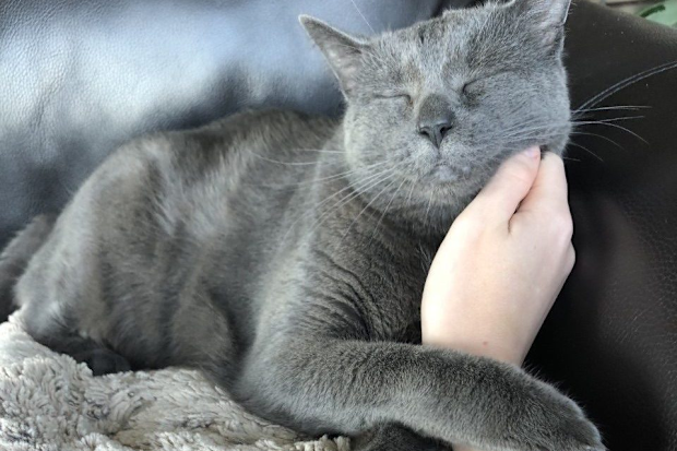 Cat sitting nine-year-old Shady in Austin, Texas.