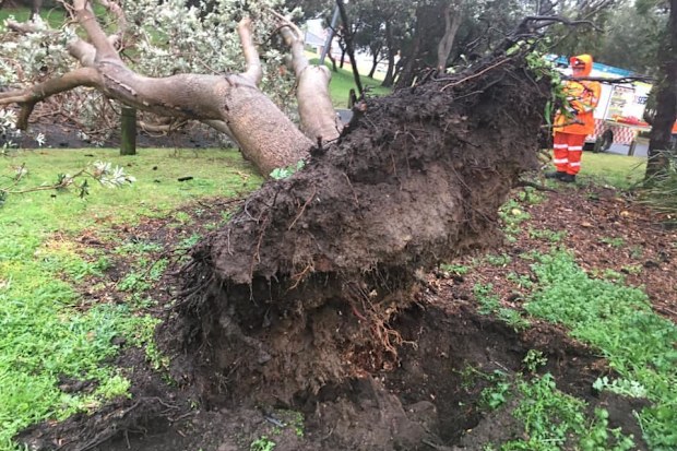 The SES is already flooded with calls for fallen trees and damaged roofing across the state of NSW as wild weather continues.