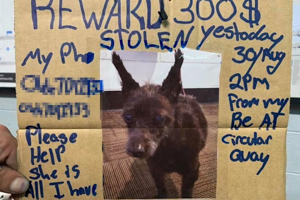 Nathan's dog Shagy went missing from Circular Quay at the weekend.