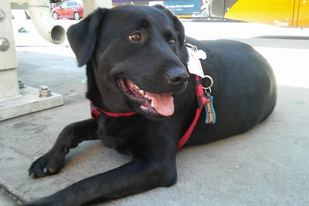 Eclipse the dog.