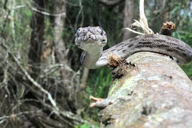 A python has strangled a Queensland snake catcher until she passed out and the blood vessels in her eyes burst.