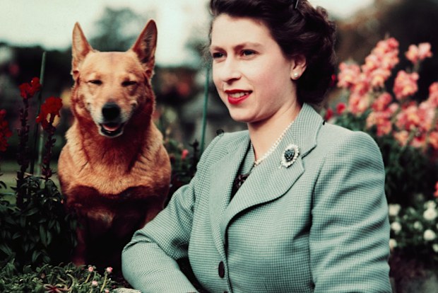 The Queen with a corgi in 1952