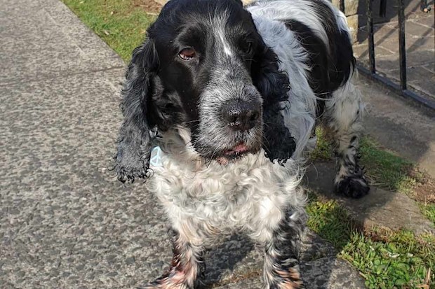 Archi Cocker Spaniel