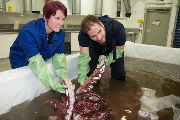 Kat Bolstad Auckland University works on a colossal squid with Aaron Evans of Otago University as it is defrosted at the Te Papa labs in Wellington. (Getty Images)
