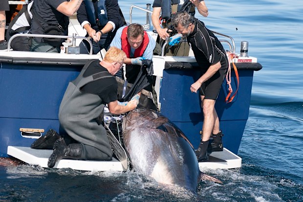 Crown Prince Frederik tuna conservation in Denmark