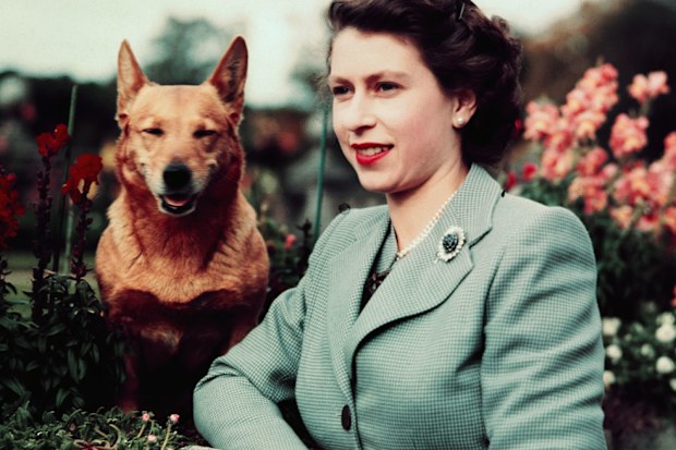 The Queen with a corgi in 1952