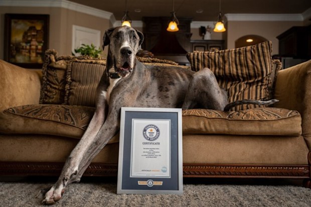Zeus the Great Dane, tallest male dog, dies aged 3.