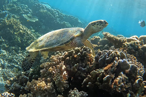 A turtle snorkellers spotted during a trip on the Seven Seas liveaboard.