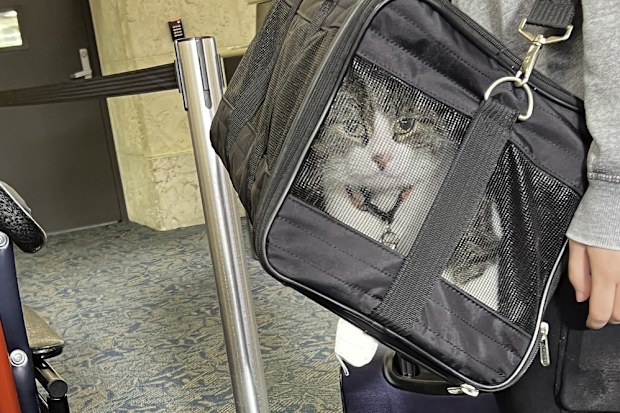 Virgin Australia pet flights 