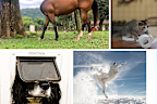 Comedy Pet Photography Awards finalists