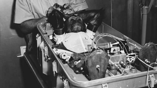 Enos the chimp (NASA)