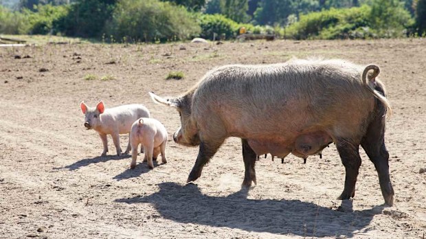 Pigs on the farm 
