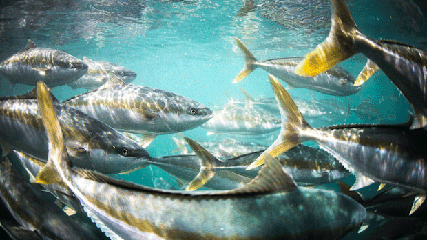 Hiramasa Kingfish in Spencer Gulf