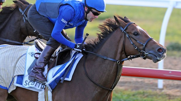 Scottish won't run in the Emirates Stakes after sustaining an injury. (AAP)