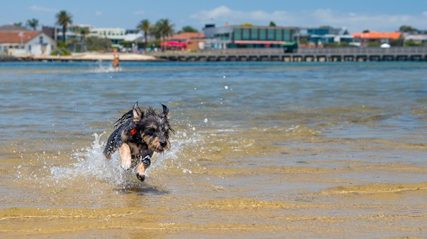 Brighton Dog Beach